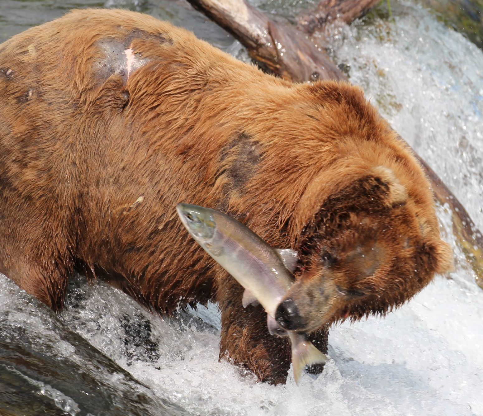 Bear With Salmon